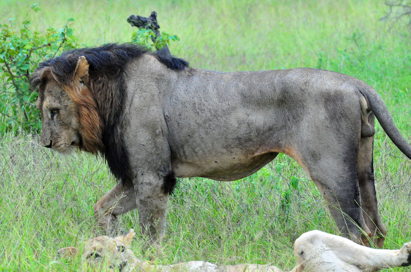 Melanie Heinrich - travel images - Lion Sands Private Game Reserve
